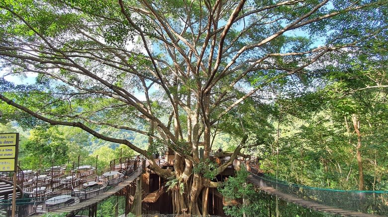 Treehouse cafe with rope bridge