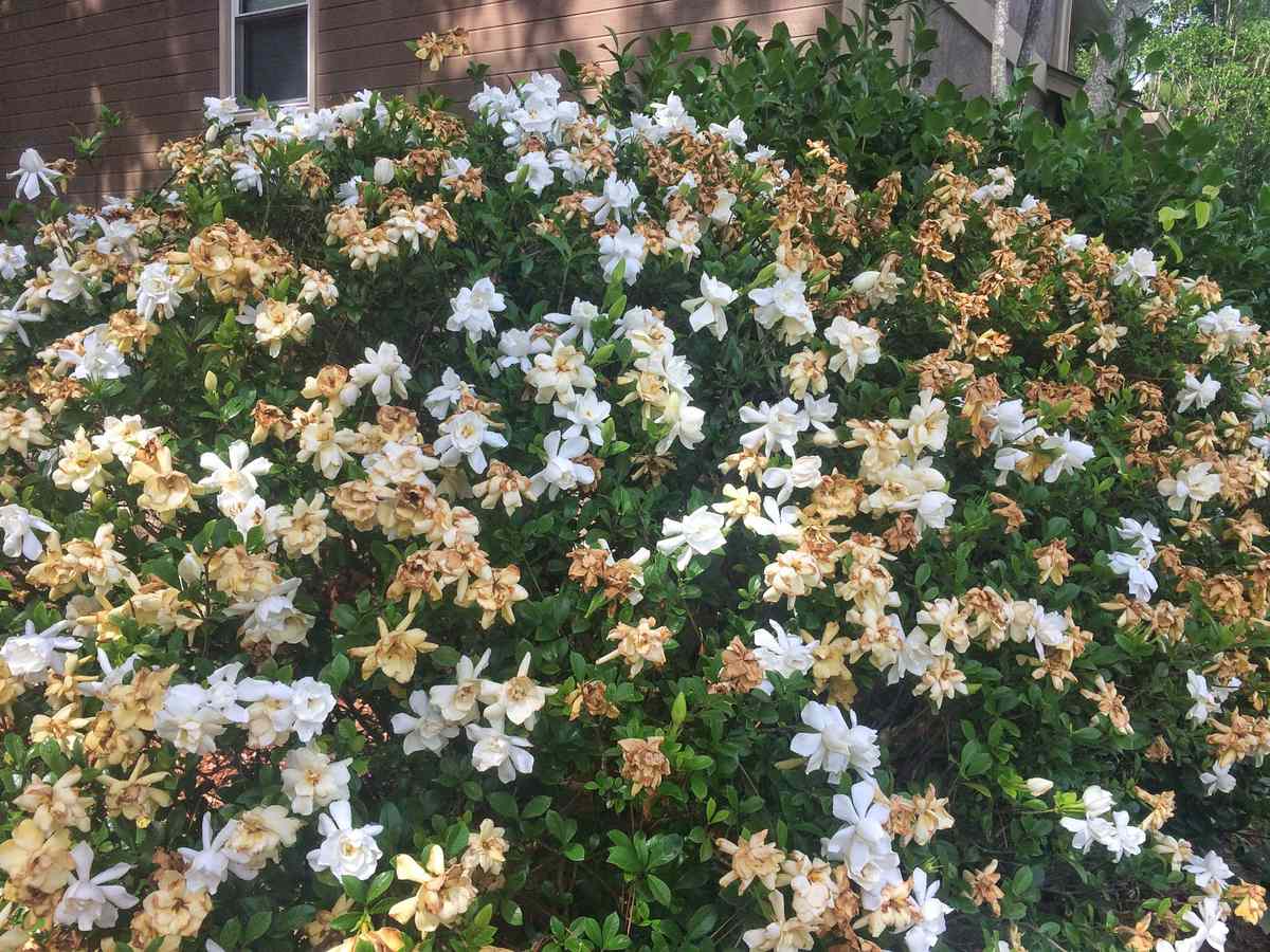 White and Brown Gardenia Flowers