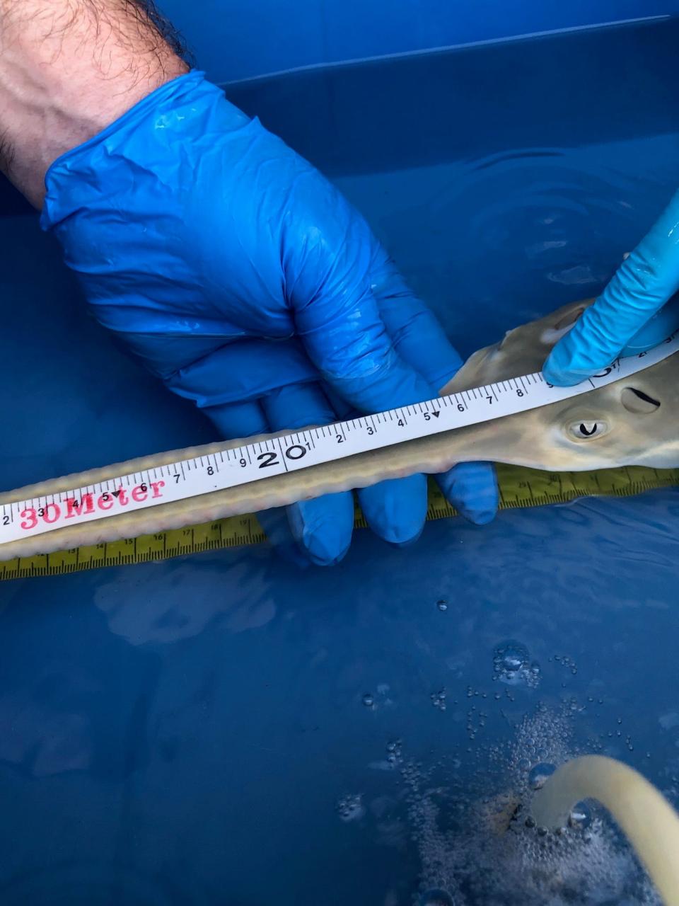 A SeaWorld Orlando employee measures the rostrum of a newborn smalltooth sawfish pup.