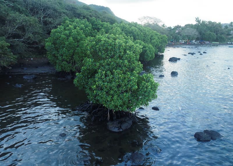 Oil from the bulk carrier ship MV Wakashio that ran aground on a reef, at Riviere des Creoles