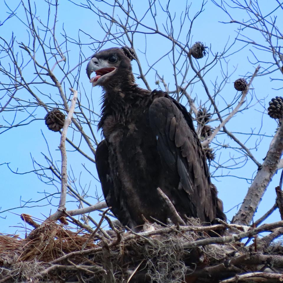 An eaglet is seen on a nest at Tiger Creek Preserve near Babson Park. The nearly 5,000-acre property has been added to the Great Florida Wildlife and Birding Trail.