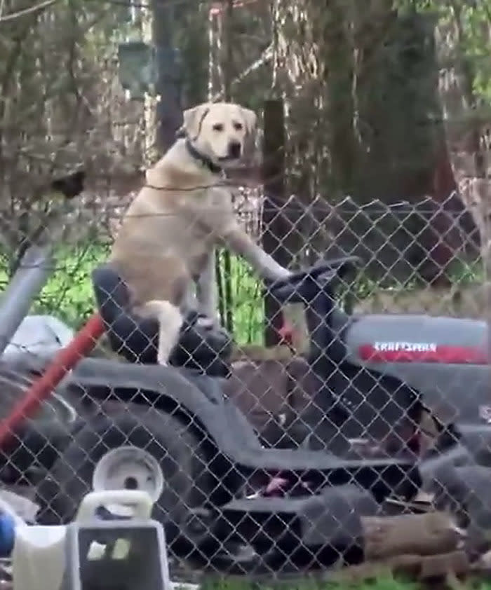 WATCH: Serious news report interrupted by dog 'riding' a lawnmower