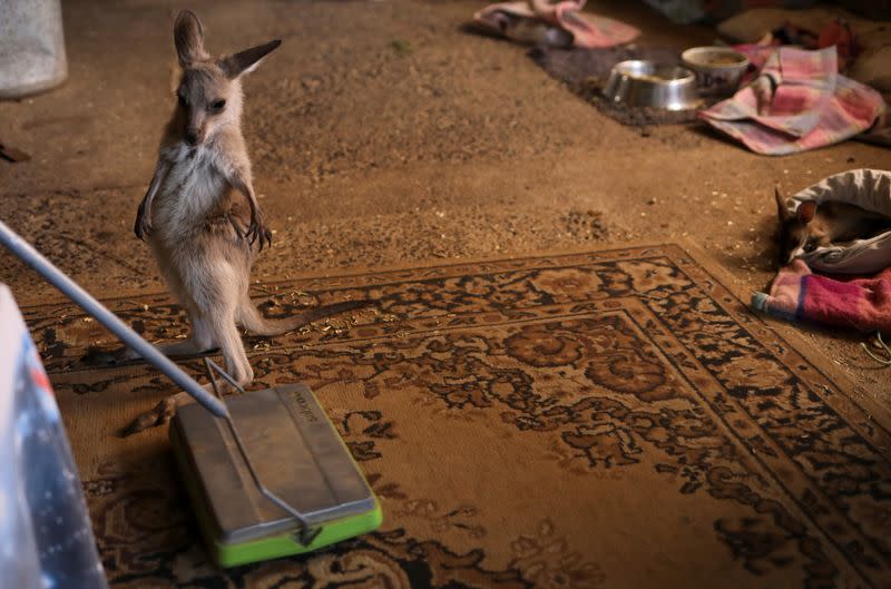 The Wider Image: At home with couple who saved baby kangaroos from the fires