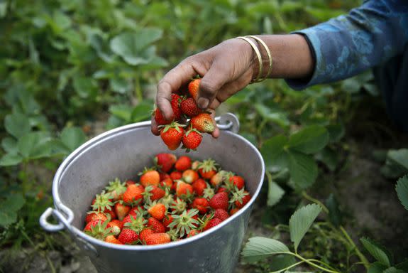 A woman harvests strawberries.