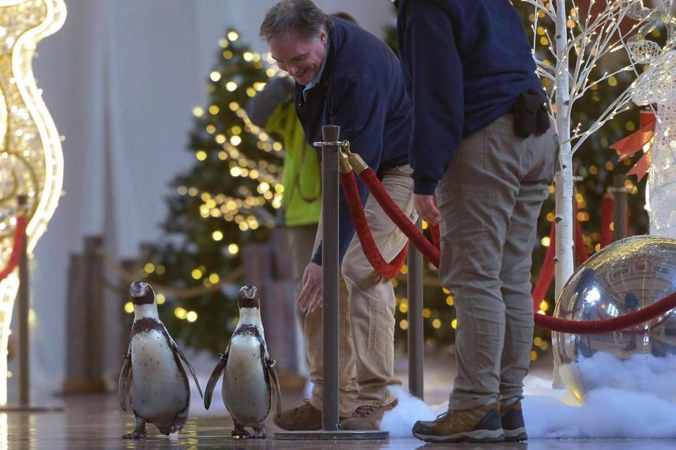 Kansas City Zoo penguins previewed the animatronic dancing, singing penguins on display at Union Station’s Indoor, Walk-Thru “Holiday Reflections” on Wednesday, Nov. 24, 2021.