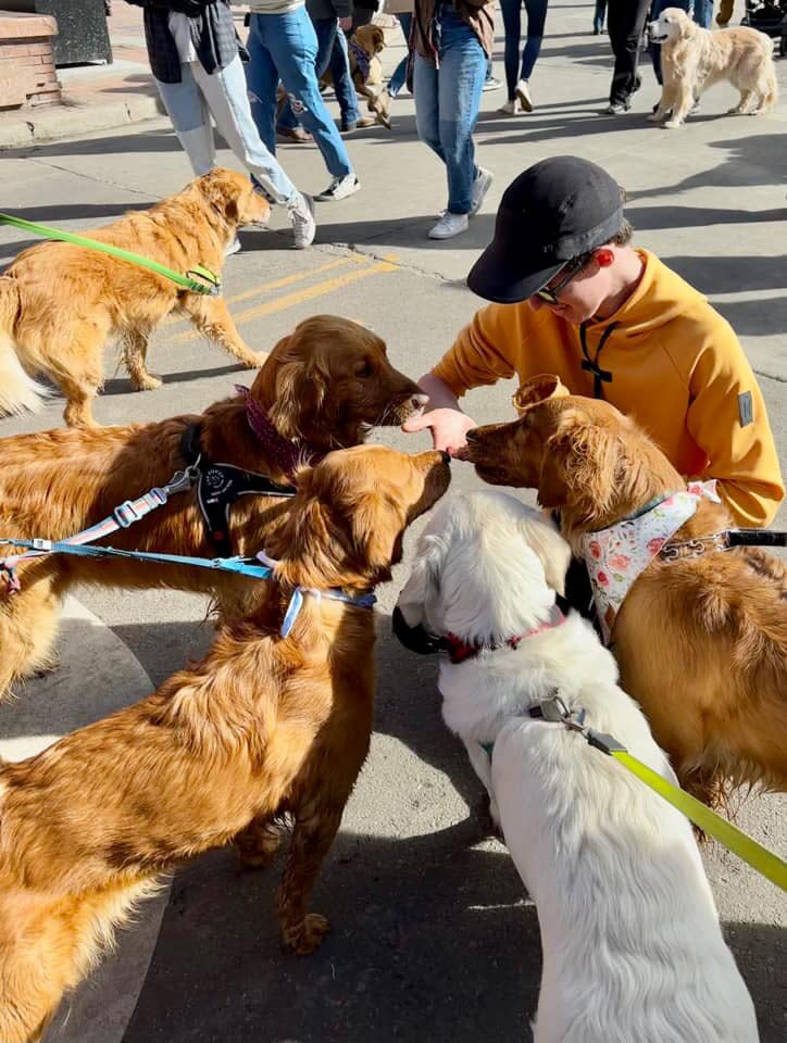 Golden Retrievers Take Over Golden, Colo