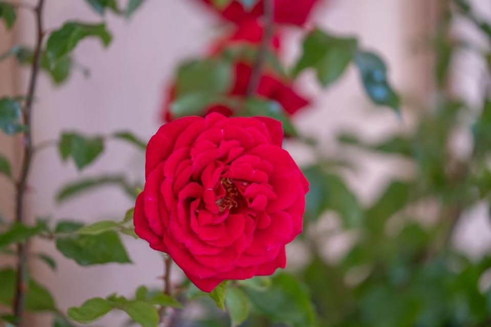 harkness roses chelsea pensioner rose