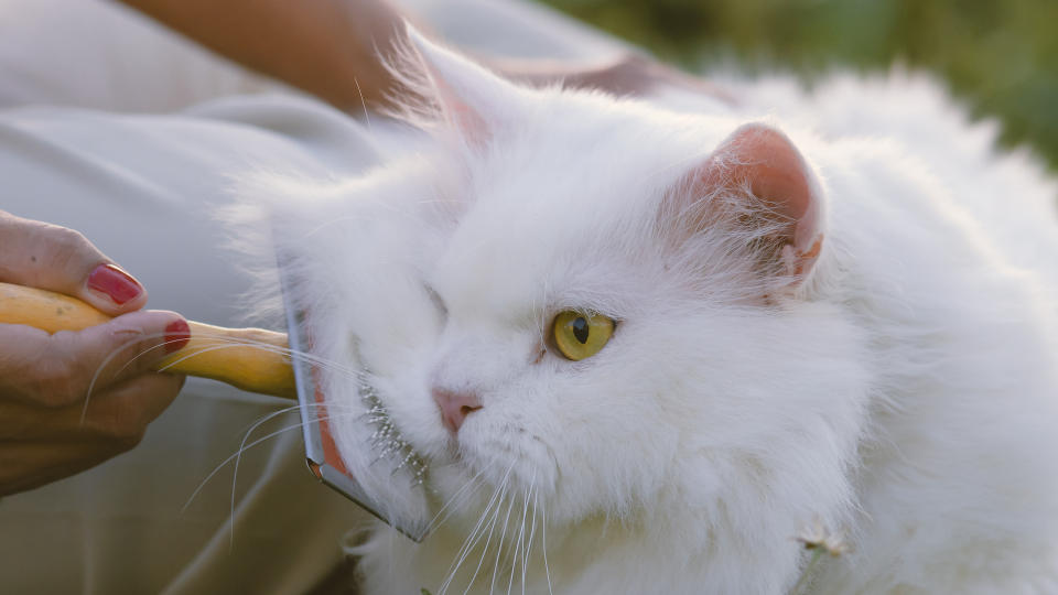 White Persian cat being groomed