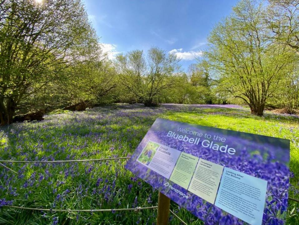 Eastern Daily Press: See bluebells at Pensthorpe in late April and early May Picture: Pensthorpe