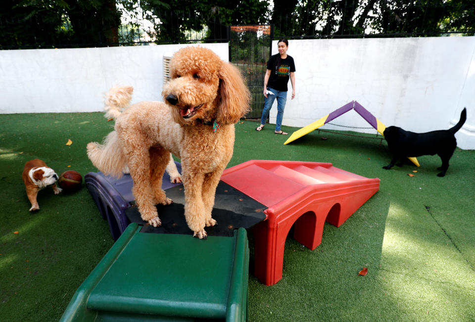 Dogs play at The Wagington luxury pet hotel in Singapore December 6, 2017.  REUTERS/Edgar Su