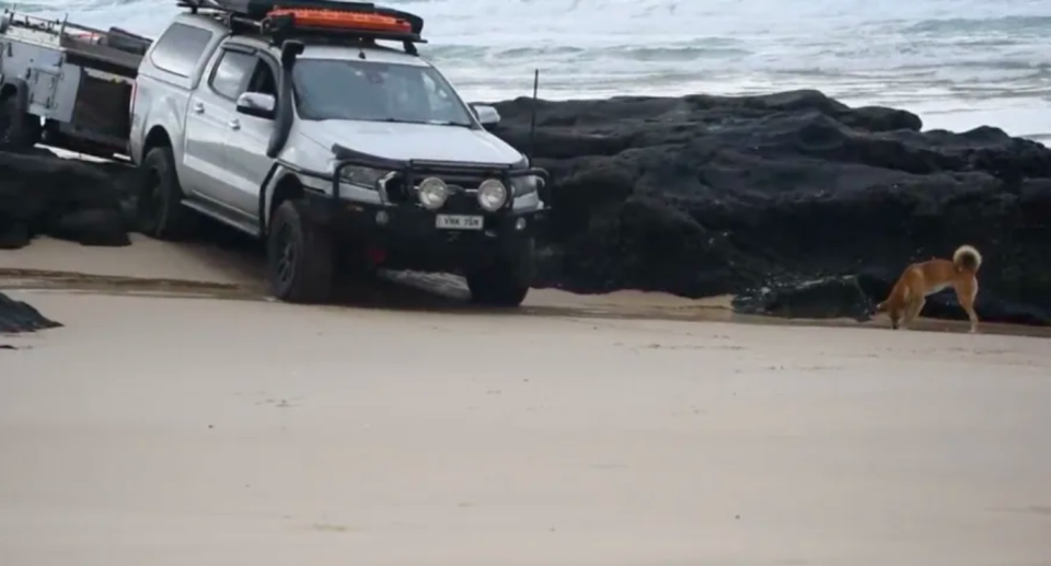 Image of a dingo on a K'gari beach near a ranger truck.