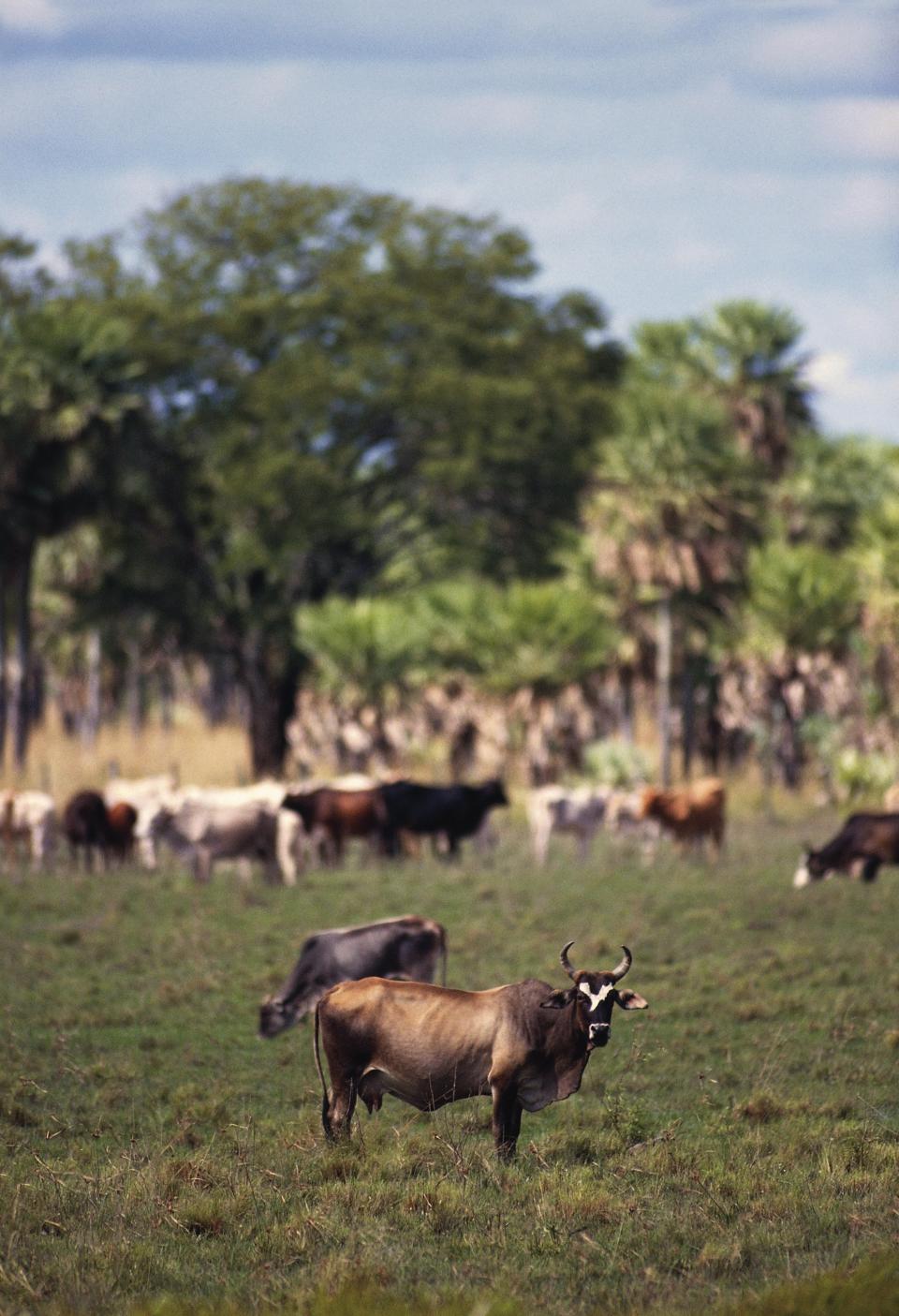 Ganado en el Gran Chaco paraguayo.