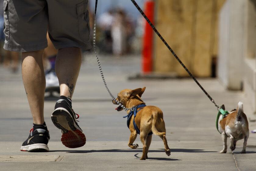 A pedestrian walks dogs past beachfront homes on The Strand north of the pier on Sunday, August 18, 2019 in Manhattan Beach, CA. (Patrick T. Fallon/ For The Los Angeles Times)