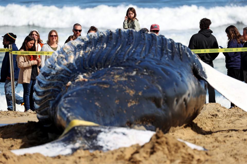 People gather around the body of a dead juvenile humpback whale. The whale was pulled ashore from the surf near 25th Street at the Virginia Beach Oceanfront in Virginia Beach, VA.