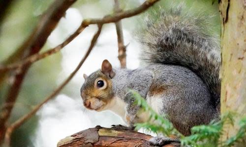 Grey Squirrel