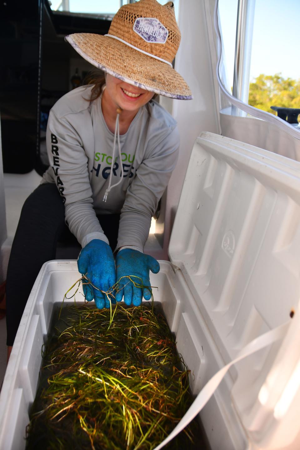 Hope Leonard shows the seagrass plants they were planting Tuesday. Restore out Shores, part of the conservation department with the Brevard Zoo, were headed out Tuesday to the south side of the Thousand Islands in Cocoa Beach to plant 200 seagrass plants. Although seagrass transplanting isn't specifically mentioned in Florida's proposed budget, advocates hope $100 million in proposed new lagoon funding will help grow back the estuary's grass.