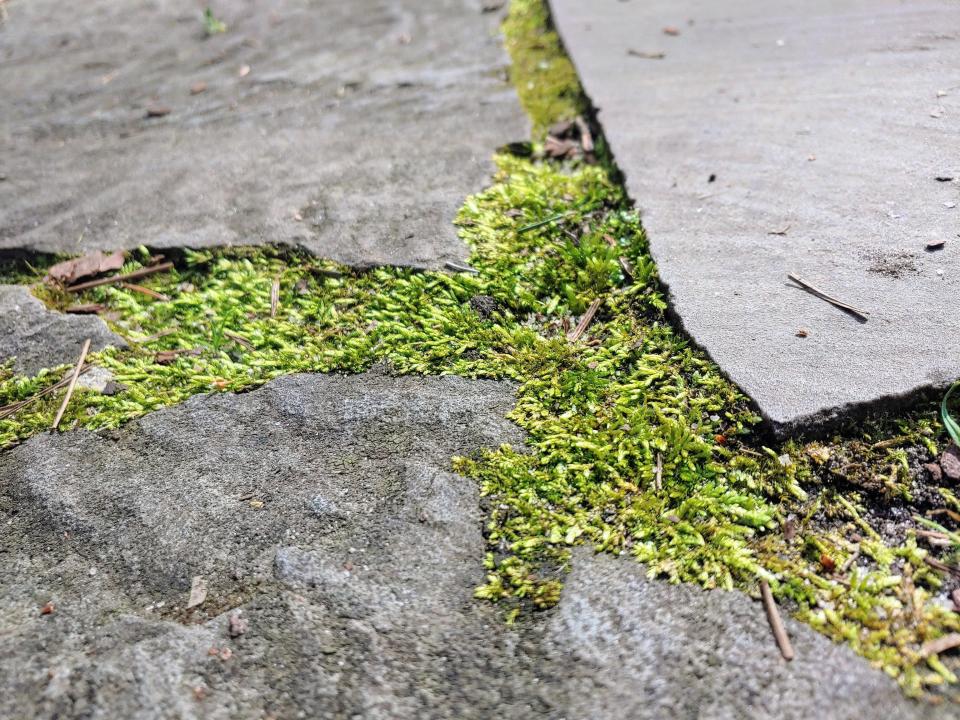 This flat glaze moss (Entodon cladorrhizans) lives in the cracks between a flagstone pathway under full sun and well-draining sand and yet can thrive in shaded water edges as well.