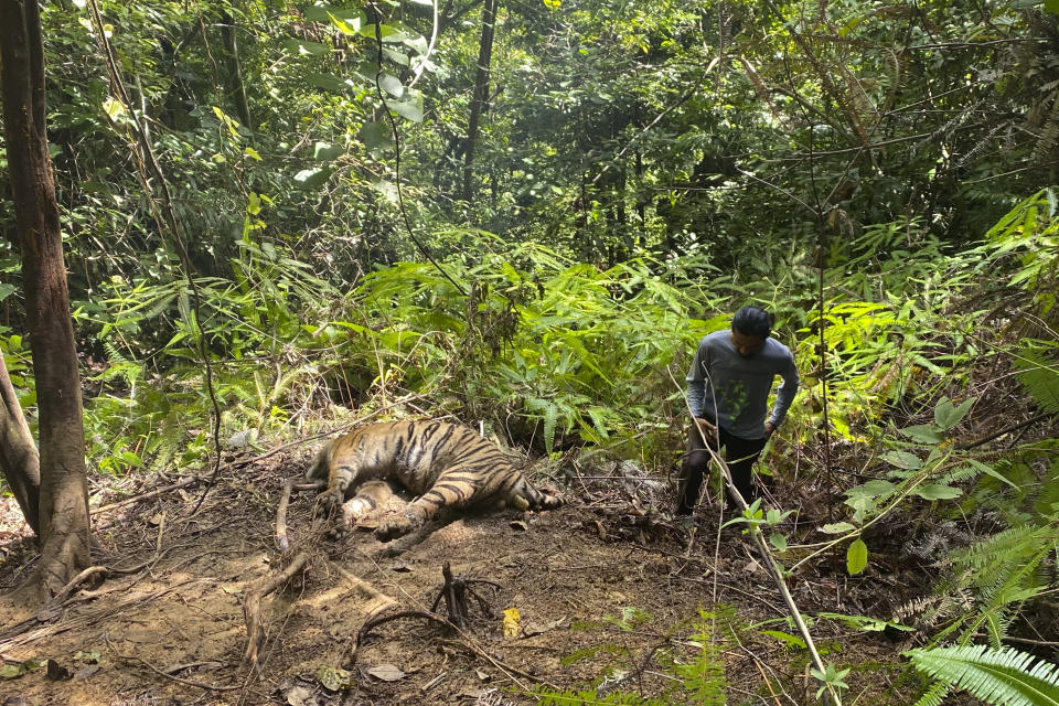 A conservationist stands near the carcass of one of three Sumatran tigers found dead in Ie Buboh village in South Aceh, Indonesia, Thursday, Aug. 26, 2021. A critically endangered Sumatran tiger and its two cubs were found dead in a conservation area on Sumatra island after being caught in boar traps, in the latest setback to a species whose numbers are estimate to have dwindled to about 400 individuals, authorities said Friday, Aug. 27, 2021. (AP Photo/Tuah Albanna)
