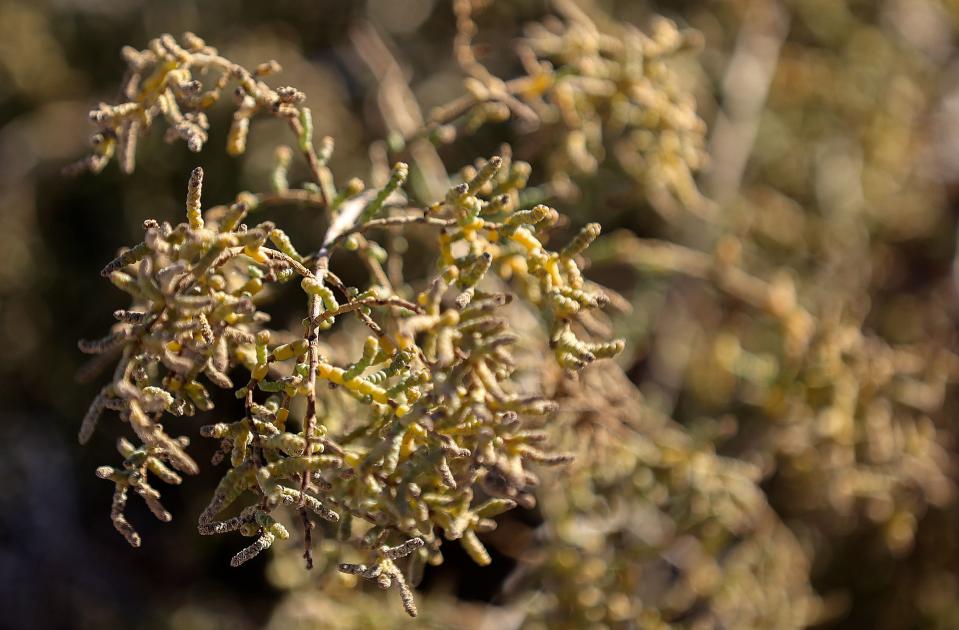 Iodine bush, or Allenrolfea occidentalis, is pictured in Salton City, Calif., on Wednesday, Dec. 13, 2023. The shrub, which can help with dust mitigation, requires little water and grows well in sandy, salty soil. | Kristin Murphy, Deseret News