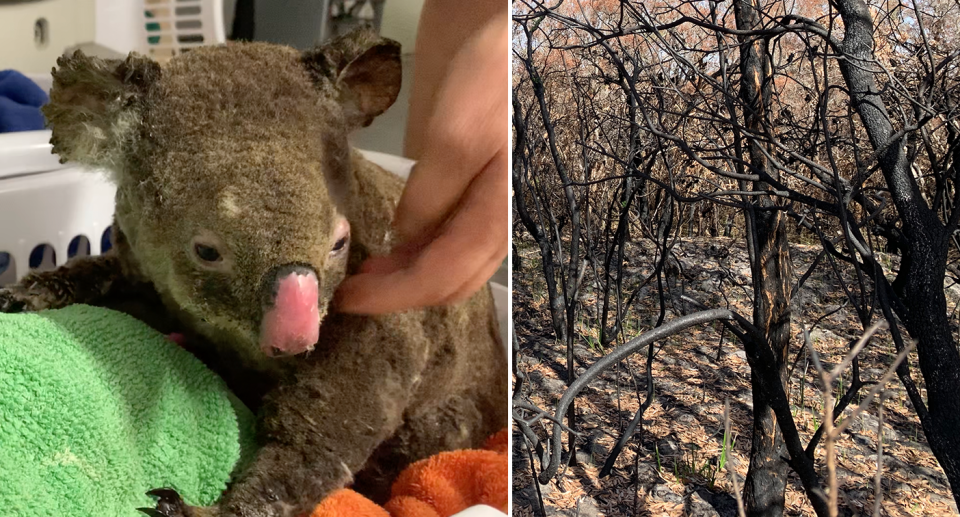 Split screen. A koala close up in a basket. Its nose is red raw. A burnt out forest in Port Macquarie. 
