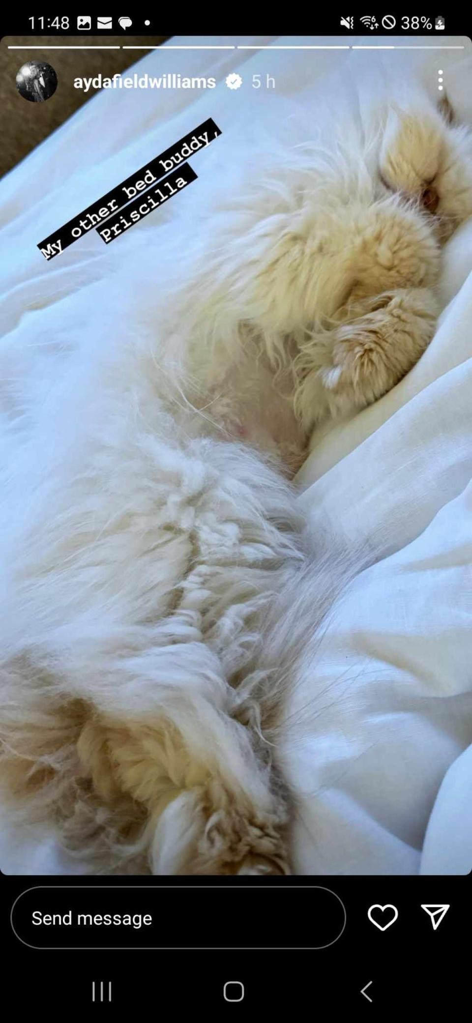 Ayda Field also spoke of her 'other bed buddy' pet cat Priscilla (Instagram)