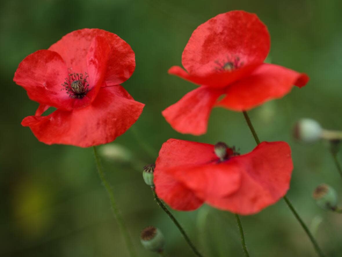 This year marks the 100th anniversary of the remembrance poppy in Canada. (Jack Taylor/Getty Images - image credit)