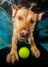 <p>A golden Labrador struggles to catch the submerged tennis ball. (Photo: Jonny Simpson-Lee/Caters News) </p>