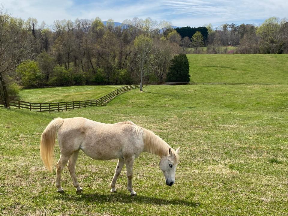 A horse grazes in the field at Pony Track Farm near Tryon.