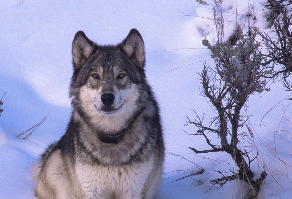 A western gray wolf is pictured.