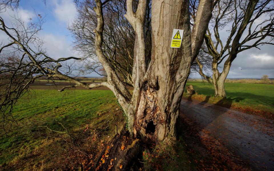 A warning sign at Dark Hedges as the operation to remove a number of trees begins in November 2023