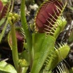 A Venus’ flytrap grows on a nature trail behind Alderman Elementary School in Wilmington. It inhabits savannas and bogs where the soil remains moist and poor in nutrients.