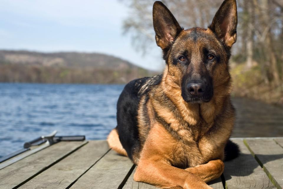 German shepherd laws on dock by a lake