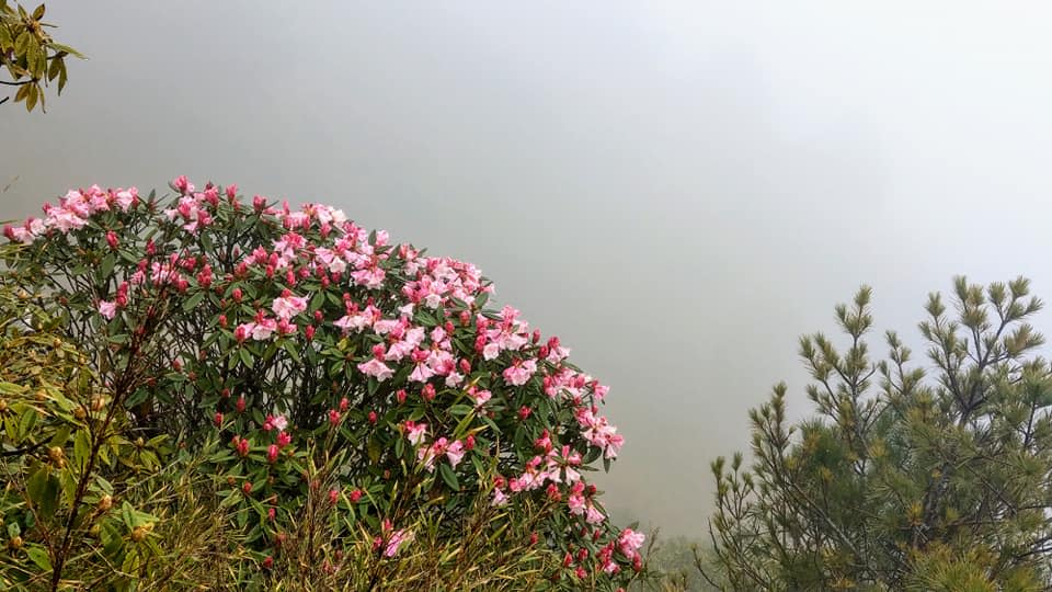 合歡山杜鵑花季交管預計於4月13日開始實施，公路局將進行假日高乘載管制措施。   圖：翻攝自太魯閣國家公園臉書