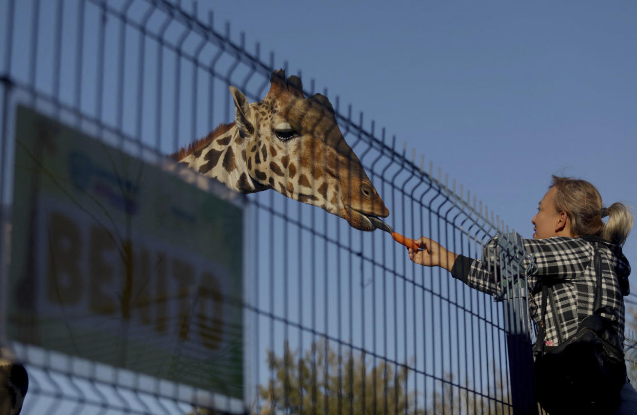 Jirafa Benito siendo alimentado en el Parque Central de Chihuahua. (Herika Martínez / AFP) (Photo by HERIKA MARTINEZ/AFP via Getty Images)