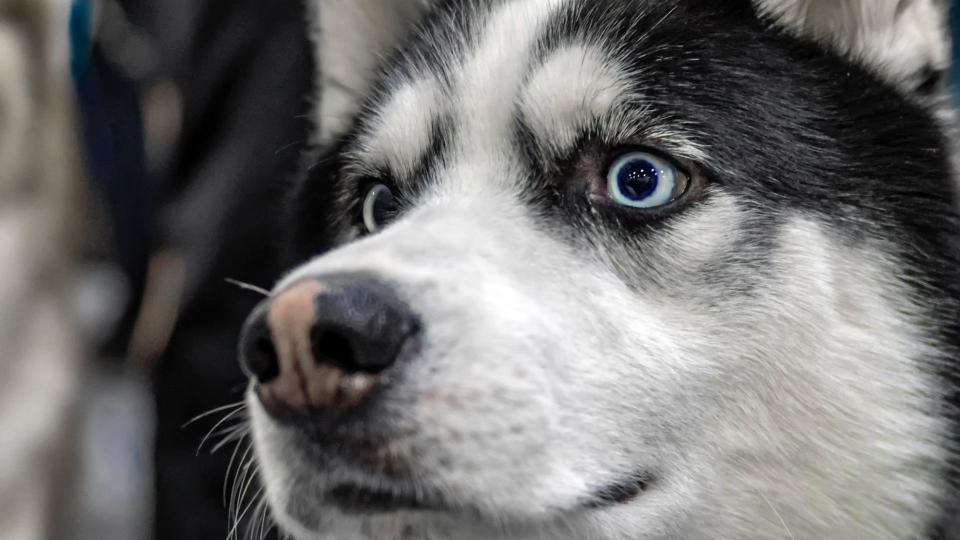 Siberian husky dog