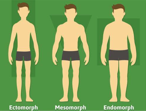 Male Body Types (Ectomorphs, Mesomorphs, and Endomorphs) —