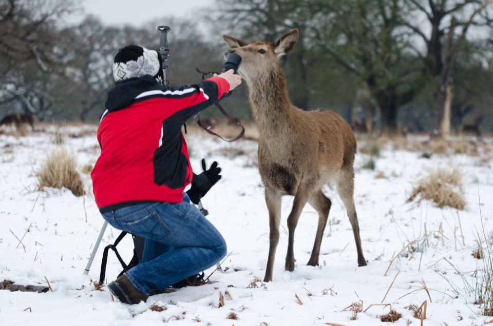 Photographer Roman Rusin tussles with a deer. (Photo: Kris Woods /Caters News)