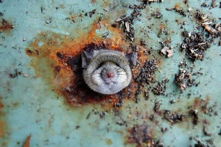 A rat's head rests as it is constricted in an opening in the bottom of a garbage can in the Brooklyn borough of New York, U.S., October 18, 2016. REUTERS/Lucas Jackson/File Photo