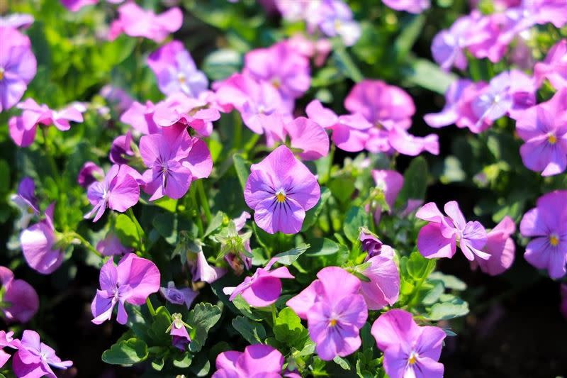 古亭河濱公園浪漫紫色花海。(圖／台北市水利處提供）