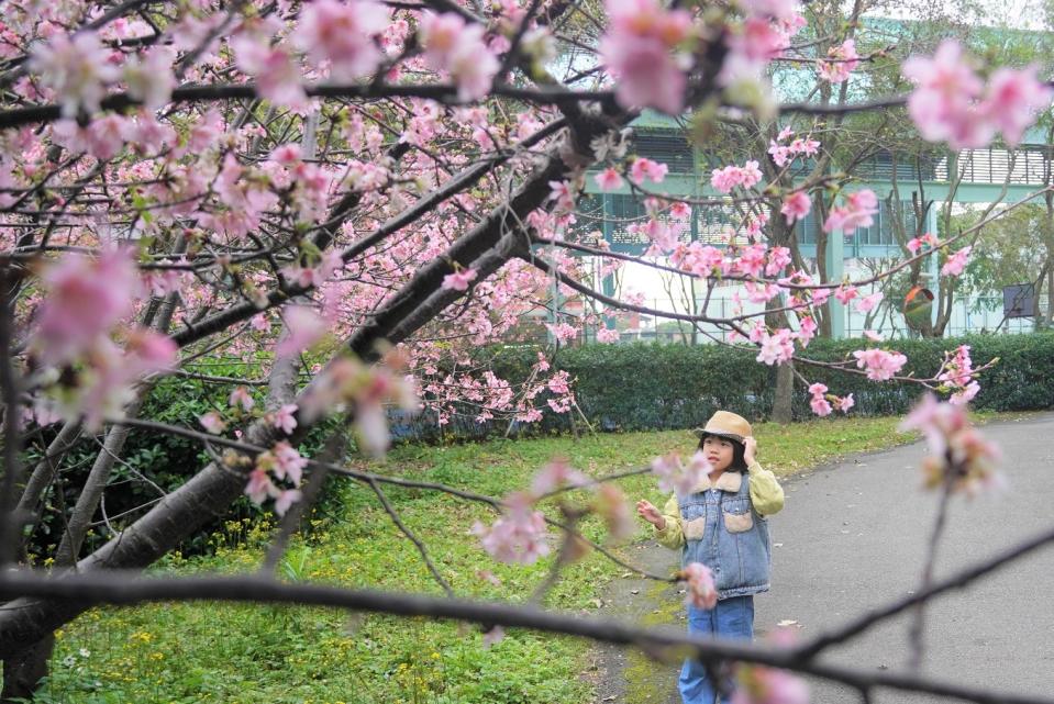 八里大崁國小內的河津櫻，近兩年花況極佳，吸引路過民眾停下腳步賞花。   圖：八里區公所提供