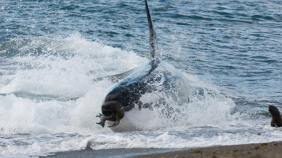 Killer whale (Orcinus orca) hunting juvenile Southern sea lions (Otaria flavescens), Patagonia, Argentina, Atlantic Ocean.