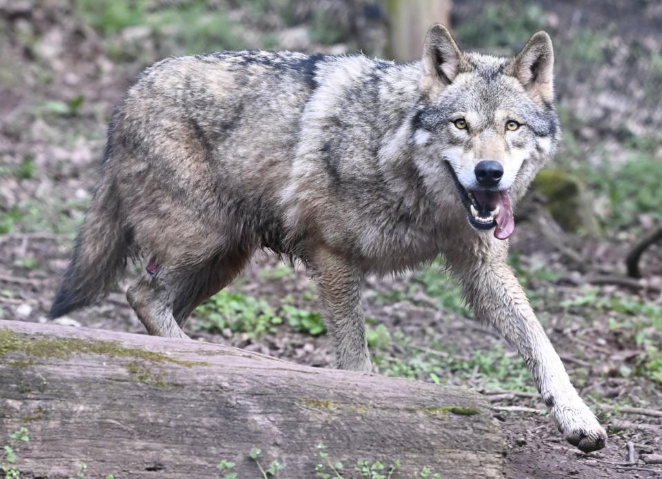 <span>Un loup (canis lupus) dans le sud de l'Allemagne, le 21 mars 2024. </span><div><span>THOMAS KIENZLE</span><span>AFP</span></div>