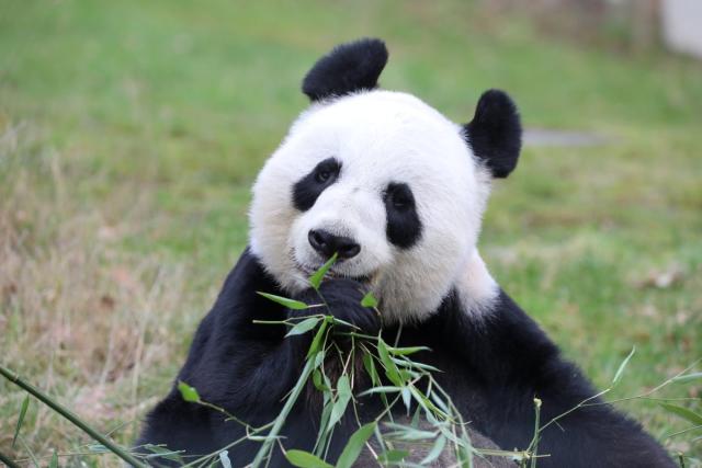 The return of a panda bear highlights battered relations between US and  China, International