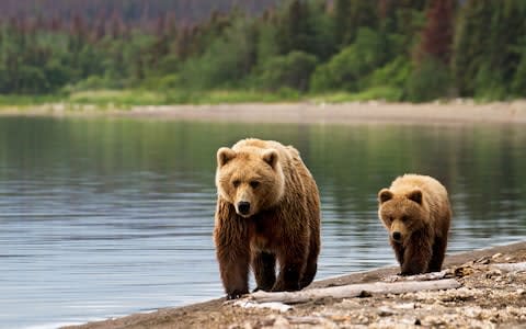 Alaska bears - Credit: iStock