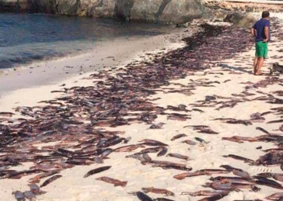 Scientists are investigating after thousands of cuttlefish washed up on the beaches of a popular tourist resort in Chile. Source: Australscope/CEN