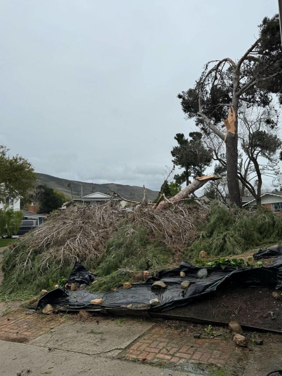 A fallen tree blocks a driveway at Oakwood Court in San Luis Obispo as a powerful storm lashed the county on Feb. 4, 2024.