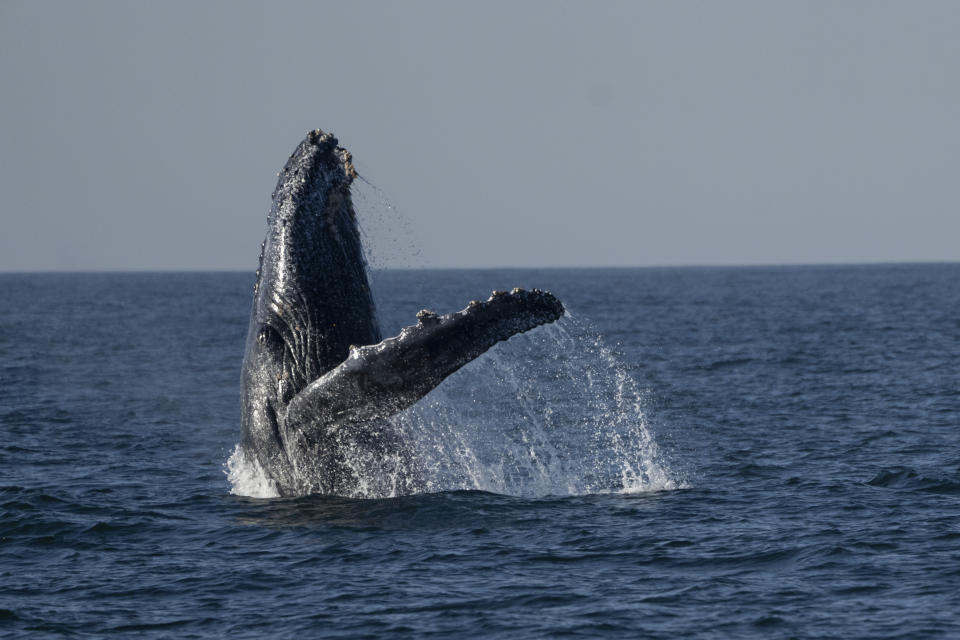 Una ballena jorobada frente a la costa de Niteroi, en el estado de Río de Janeiro, Brasil, el jueves 20 de junio de 2024. (AP Foto/Silvia Izquierdo)