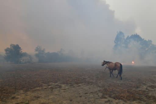 Scared horses try to move away from nearby bushfires