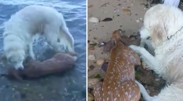 Storm brings the deer to shore before (right) checking on the deer's condition. Source: Facebook