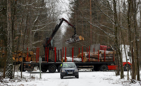 A truck is loaded with logged trees at one of the last primeval forests in Europe, Bialowieza forest, near Bialowieza village, Poland February 15, 2018. REUTERS/Kacper Pempel